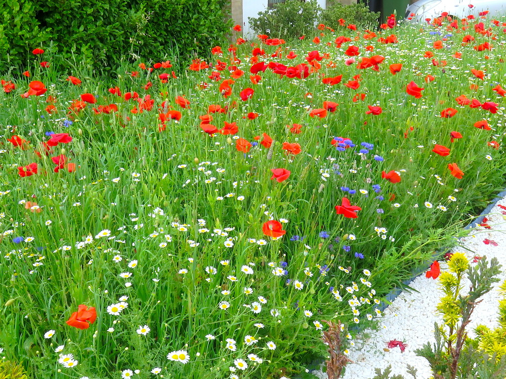 Wild Flower Garden by davemockford
