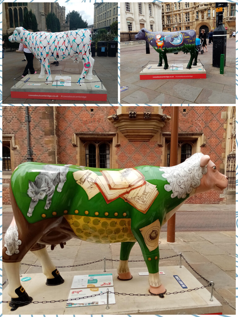 Cambridge Cows by foxes37
