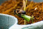 26th Jul 2021 - Leafcutter bee