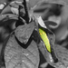 Spicebush Caterpillar by k9photo