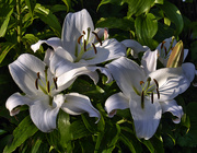 25th Jul 2021 - Large Lilies.