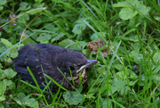 26th Jul 2021 - Young Common Starling