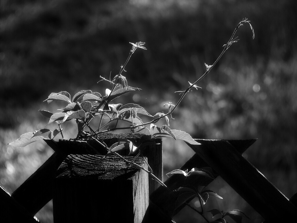 Creeper in black & white... by marlboromaam