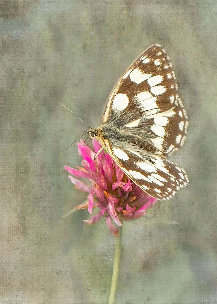 Butterfly on Clover  by shepherdmanswife