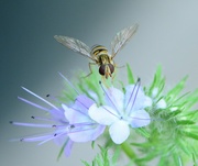 27th Jul 2021 - Phacelia and hoverfly........