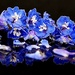 Delphinium Blue by carole_sandford