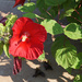 Red Hibiscus by larrysphotos