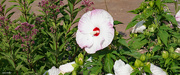 27th Jul 2021 - White giant hibiscus