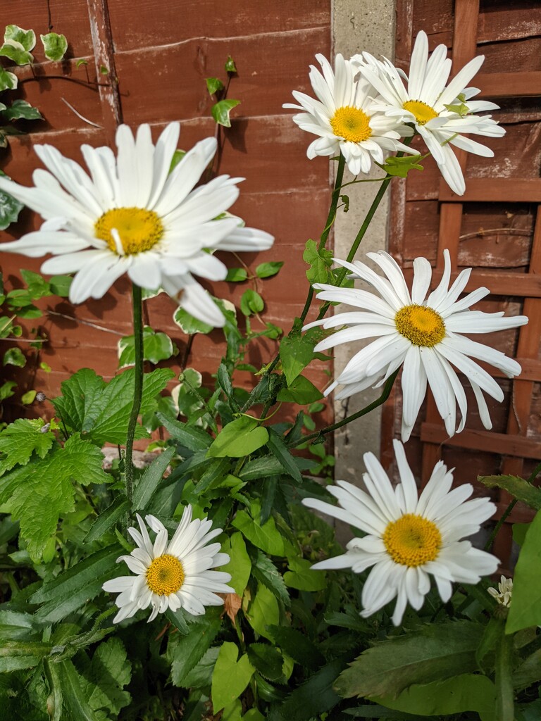 Simple daisies brightening up the garden by yorkshirelady