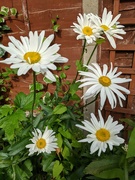 27th Jul 2021 - Simple daisies brightening up the garden