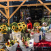 Sunflowers at the flower stand by cristinaledesma33