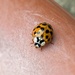 Asian Lady Beetle by njmom3