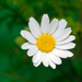 The Daisies are out now  by creative_shots