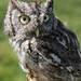 Day 192: Screech Owl  by jeanniec57