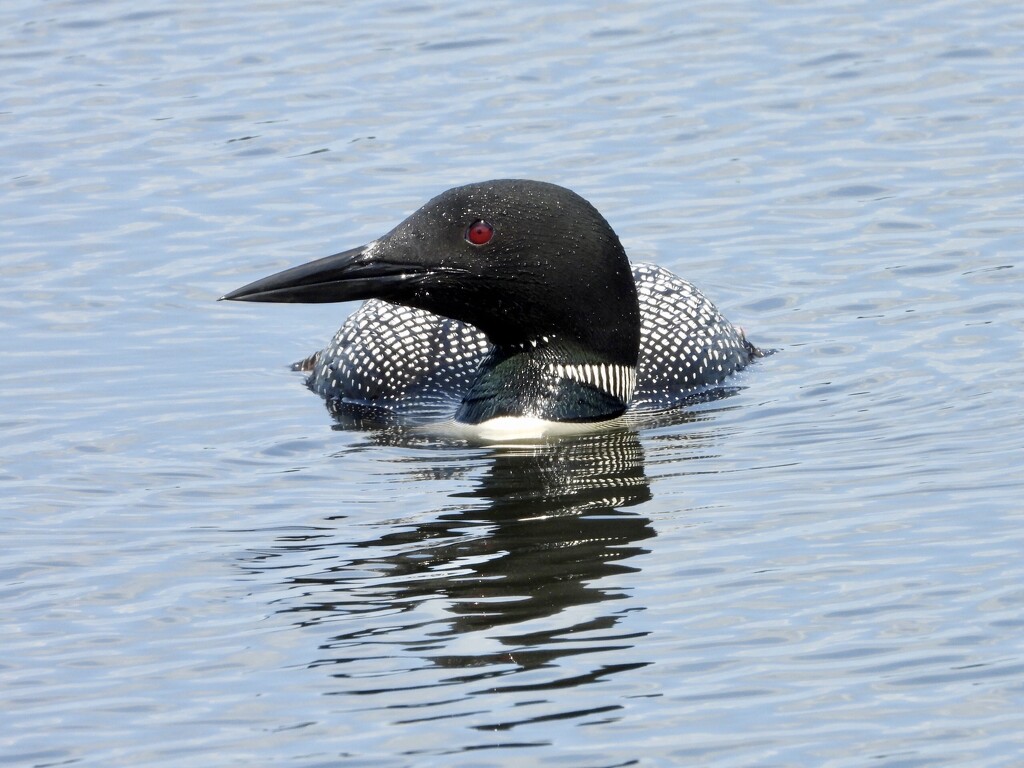Loon2 by amyk