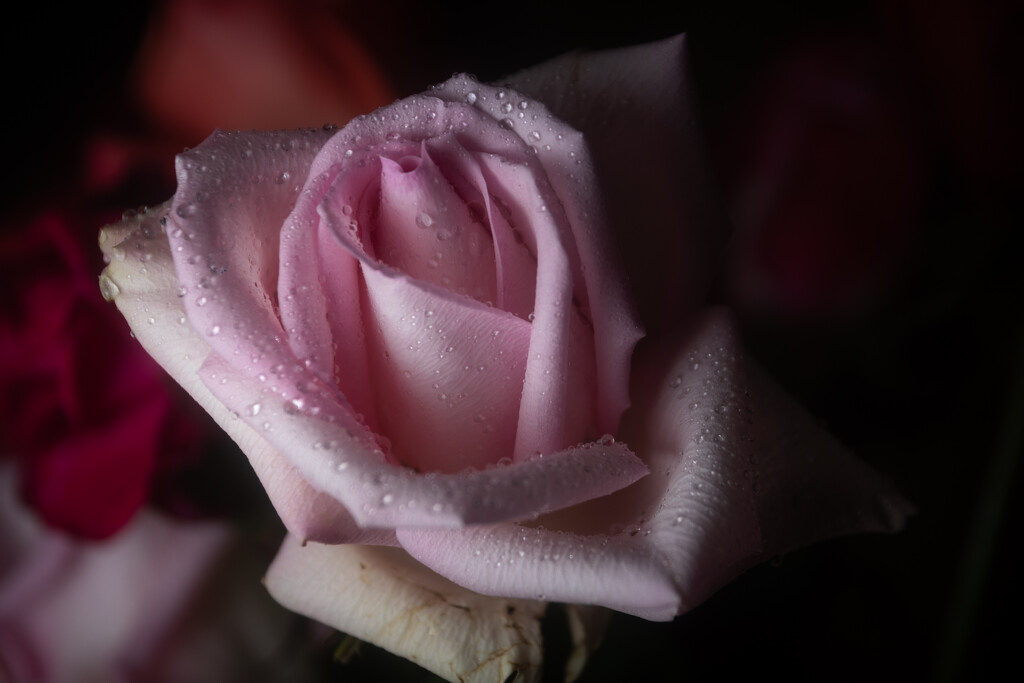 Soft Wet Rose by swchappell