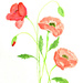 pink poppies by summerfield