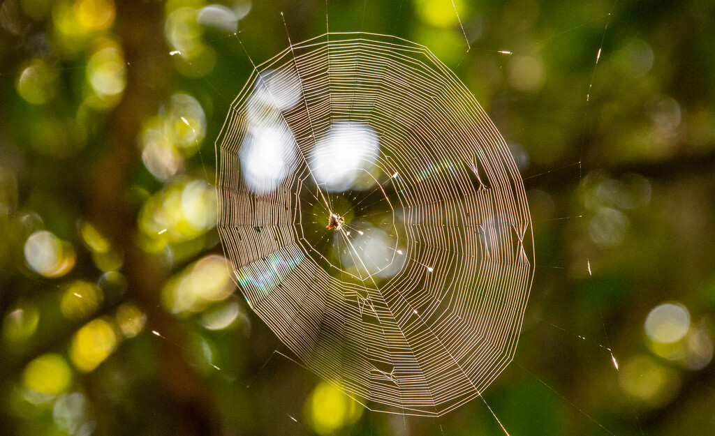 Sunlit Web! by rickster549