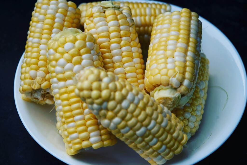 Corn season by dawnbjohnson2