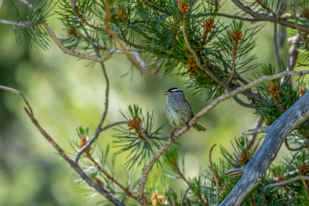 White-crowned Sparrow Singing by nicoleweg