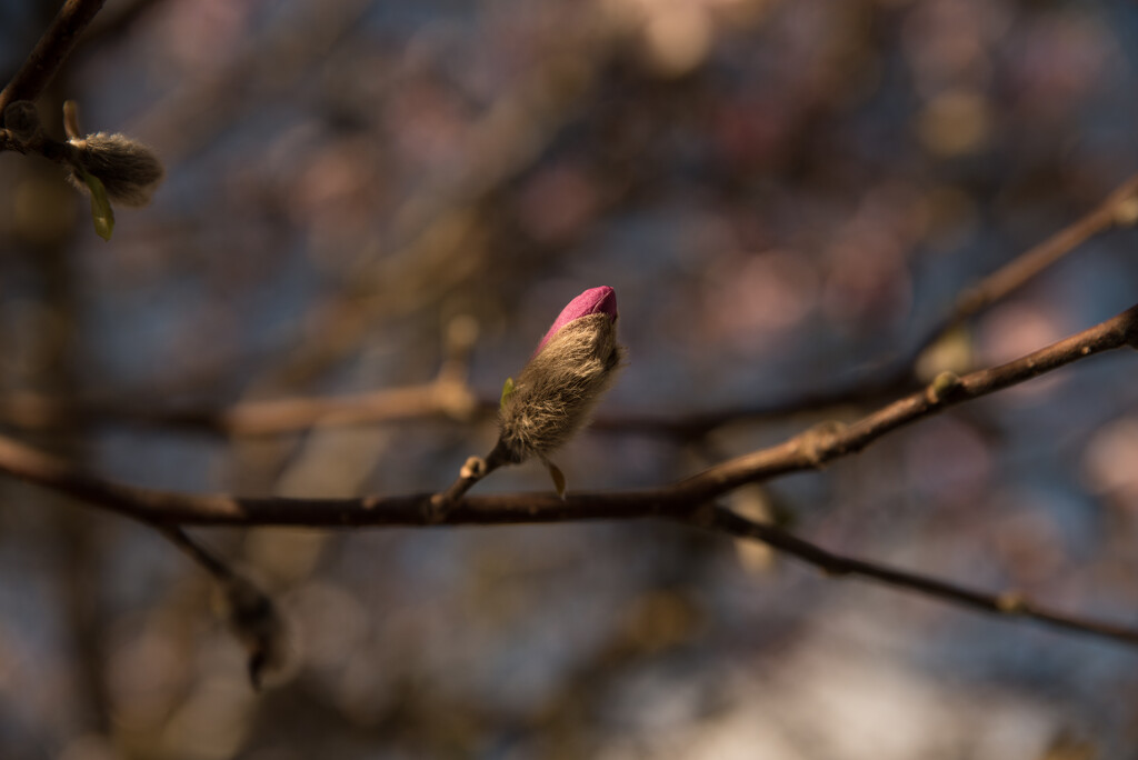Magnolia bud by brigette