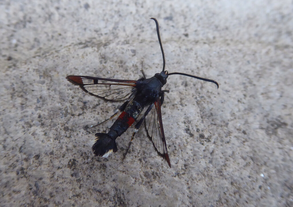 Red tipped clearwing by steveandkerry