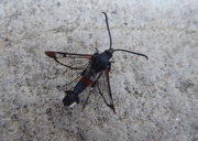 28th Jul 2021 - Red tipped clearwing