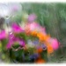 Height Of The Storm(hanging basket through our conservatory window) by carolmw