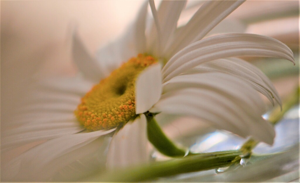 Large white daisy flower...... by ziggy77