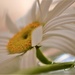 Large white daisy flower...... by ziggy77