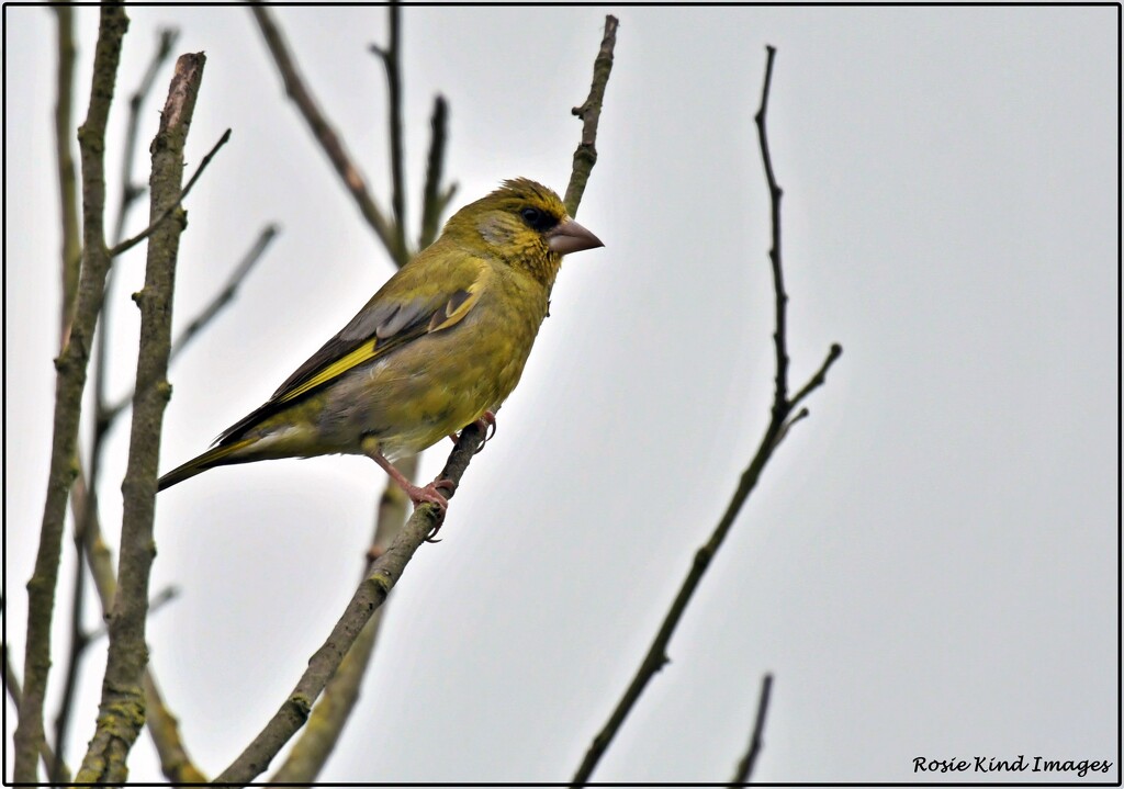 This greenfinch kindly posed for me by rosiekind