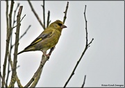 28th Jul 2021 - This greenfinch kindly posed for me