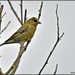 This greenfinch kindly posed for me by rosiekind