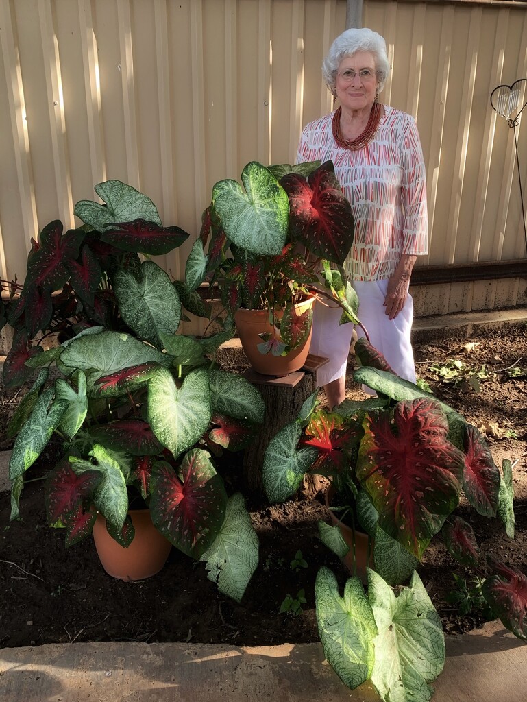 Sue and her caladiums  by louannwarren
