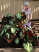 28th Jul 2021 - Sue and her caladiums 