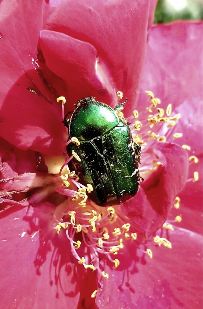 Rose Chafer beetle by julienne1