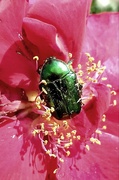 20th Jul 2021 - Rose Chafer beetle
