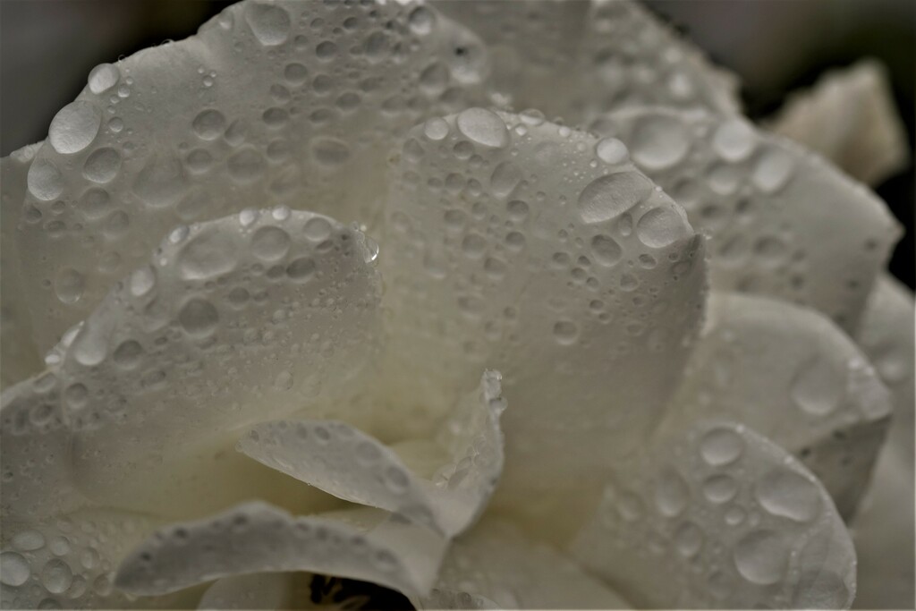 raindrops on roses by christophercox