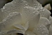 28th Jul 2021 - raindrops on roses