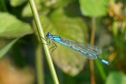 27th Jul 2021 - COMMON BLUE DAMSELFLY