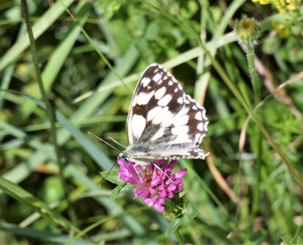 Marbled White by julienne1