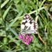 Marbled White by julienne1