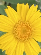 25th Jul 2021 - Yellow Flower