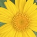 Yellow Flower by cataylor41