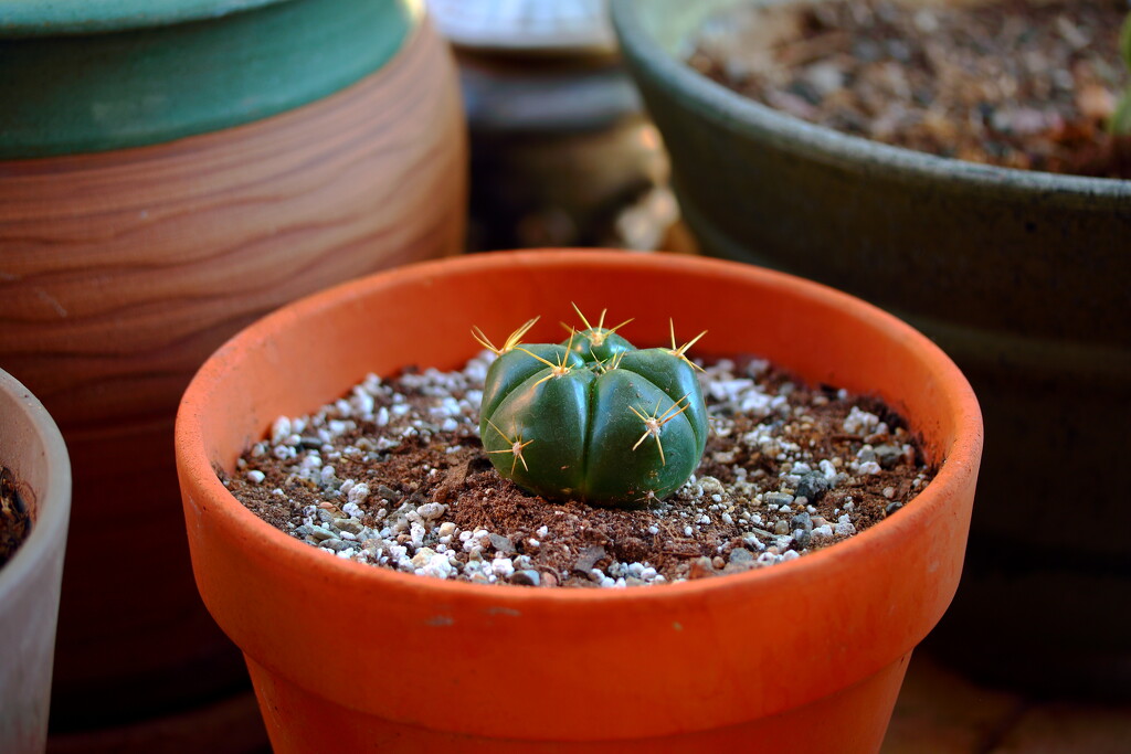 happy little cactus by blueberry1222