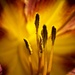Flower by mitchell304