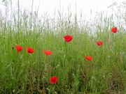4th Jun 2021 - Poppies in the field