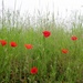 Poppies in the field by lellie