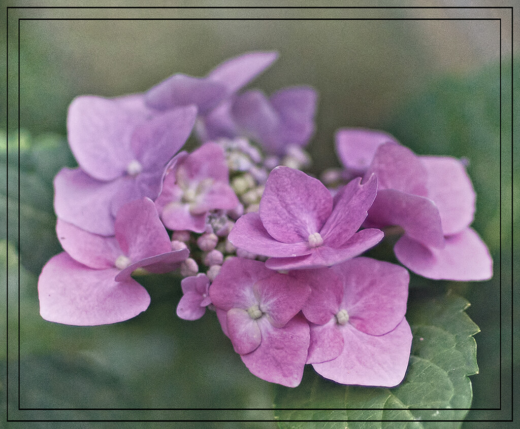 Pink Hydrangea by gardencat