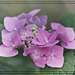 Pink Hydrangea by gardencat
